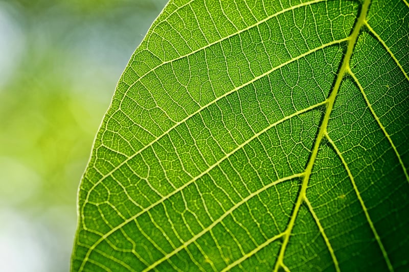 Nature-Inspired Crafts